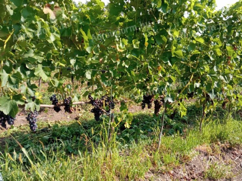 Eladó Furmint,  Kékfrankos,  Merlot,  Cabernet és Syrah szőlő Eger kiváló dűlőiből