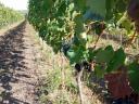 Eladó Furmint,  Kékfrankos,  Merlot,  Cabernet és Syrah szőlő Eger kiváló dűlőiből
