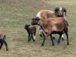 Jó állományból eladó kameruni juhok