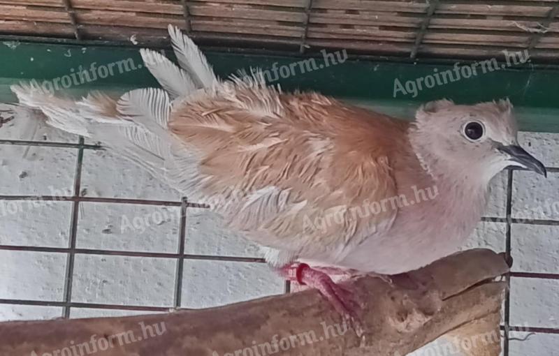Kacagó gerle, selyem kontyos eladók akciósan! Egyben féláron