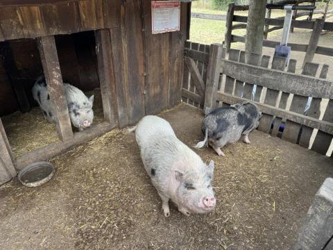 Malac sertés áron alul eladók Malac sertés áron alul eladók