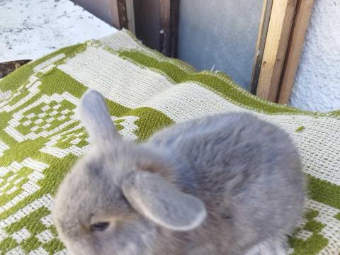 Törpe nyuszi Törpe nyuszi