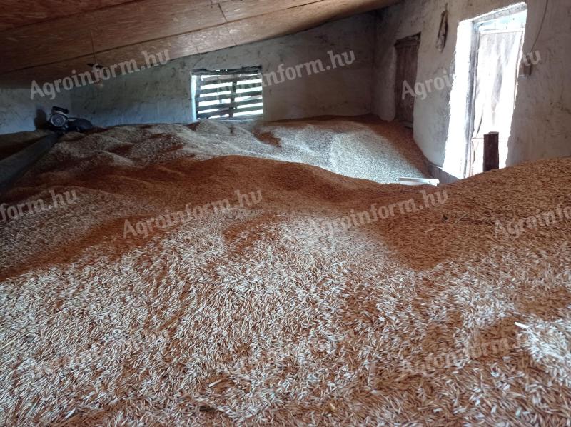 Őszi zab MV Hópehely fajta, idei aratás, eladó