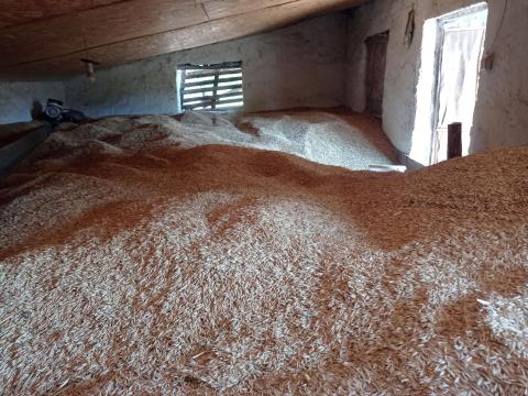 Őszi zab MV Hópehely fajta, tavalyi aratásból eladó Őszi zab MV Hópehely fajta, tavalyi aratásból eladó