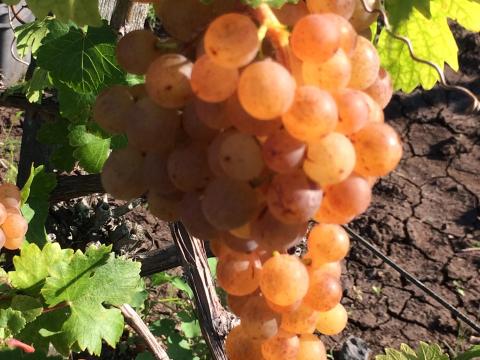 Irsai szőlő eladó Irsai szőlő eladó