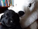 Munkavonalú labrador retriever kölyökkutyák