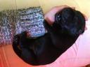 Munkavonalú labrador retriever kölyökkutyák