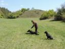Munkavonalú labrador retriever kölyökkutyák