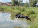 Munkavonalú labrador retriever kölyökkutyák