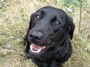 Munkavonalú labrador retriever kölyökkutyák