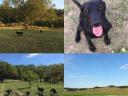 Munkavonalú labrador retriever kölyökkutyák