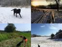 Munkavonalú labrador retriever kölyökkutyák