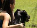 Munkavonalú labrador retriever kölyökkutyák