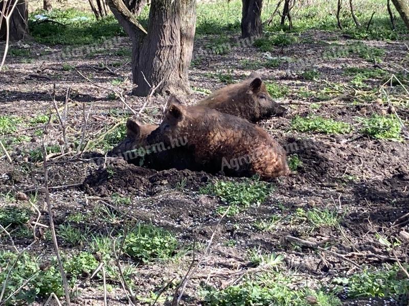 Szabad tartású mangalica és duroc süldők eladók