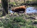 Szabad tartású mangalica és duroc süldők eladók