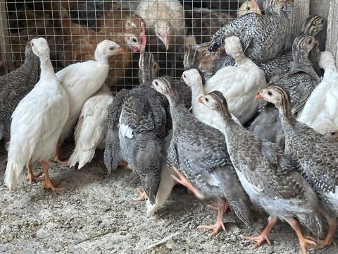 Előnevelt gyöngyös Előnevelt gyöngyös