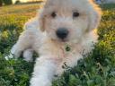 Komondor jellegű kiskutyák