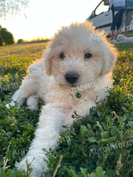Komondor jellegű kiskutyák