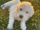 Komondor jellegű kiskutyák