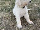 Komondor jellegű kiskutyák