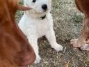 Komondor jellegű kiskutyák
