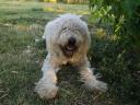 Komondor jellegű kiskutyák