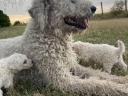 Komondor jellegű kiskutyák