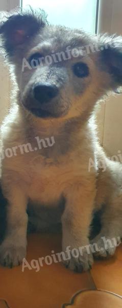 Mudi jellegű kiskutya gazdát keres