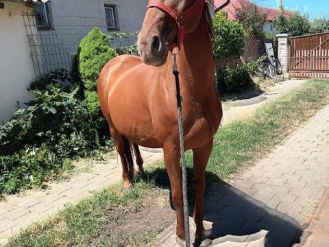 Kisbéri tenyészkanca Kisbéri tenyészkanca