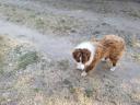 Border Collie jellegű kan költözne