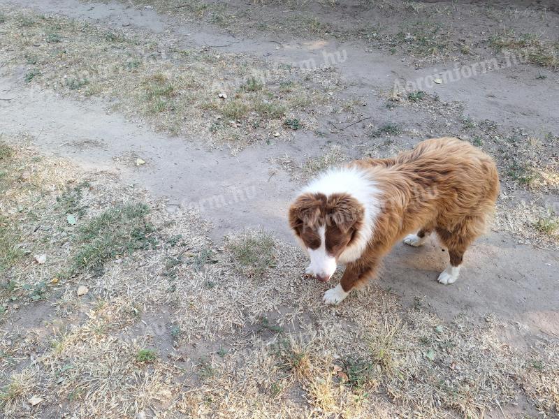 Border Collie jellegű kan költözne