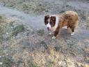 Border Collie jellegű kan költözne