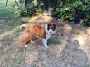 Border Collie jellegű kan költözne