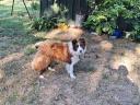 Border Collie jellegű kan költözne