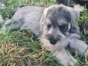 Eladó só-bors törpe Schnauzer fajtatiszta,  FCI törzskönyves kiskutyák