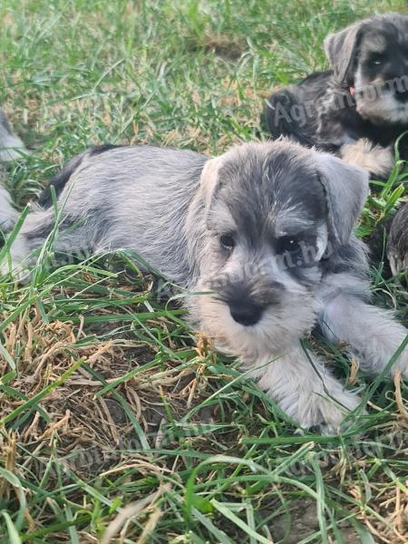 Eladó só-bors törpe Schnauzer fajtatiszta,  FCI törzskönyves kiskutyák