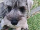 Eladó só-bors törpe Schnauzer fajtatiszta,  FCI törzskönyves kiskutyák