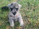 Eladó só-bors törpe Schnauzer fajtatiszta,  FCI törzskönyves kiskutyák