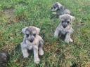 Eladó só-bors törpe Schnauzer fajtatiszta,  FCI törzskönyves kiskutyák