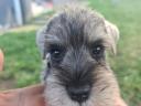 Eladó só-bors törpe Schnauzer fajtatiszta,  FCI törzskönyves kiskutyák