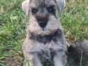 Eladó só-bors törpe Schnauzer fajtatiszta,  FCI törzskönyves kiskutyák
