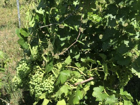 Cserszegi Fűszeres szőlő eladó Cserszegi Fűszeres szőlő eladó