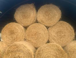 Búzaszalma eladó