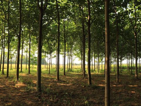 Paulownia plantation – 214 hybrid 9501 trees, 8 years old (Croatia) / Paulownia-Plantage – 214 Hybrid 9501 Bäume, 8 Jahre alt (Kroatien) Paulownia plantation – 214 hybrid 9501 trees, 8 years old (Croatia) / Paulownia-Plantage – 214 Hybrid 9501 Bäume, 8 Jahre alt (Kroatien)