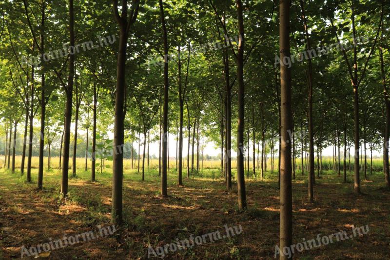 Paulownia ültetvény 260 hibrid 9501 fával, 8 évesek