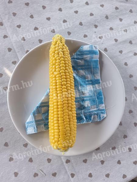 Csemege kukorica