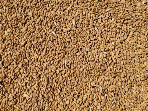 Búza családi gazdaságból eladó Búza családi gazdaságból eladó