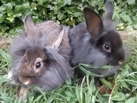 Törpenyúl, nyúl, nyuszi eladó Törpenyúl, nyúl, nyuszi eladó