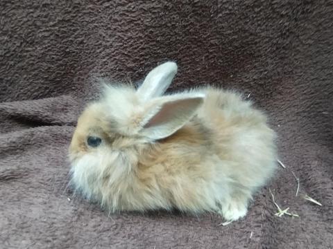 Törpenyúl, nyúl, nyuszi eladó Törpenyúl, nyúl, nyuszi eladó