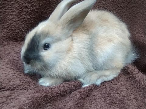 Olcsón törpenyúl, nyúl eladó Jászfényszaruról Olcsón törpenyúl, nyúl eladó Jászfényszaruról